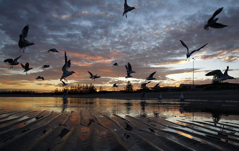 El vuelo de las gaviotas durante una puesta de sol en Melbourne, Australia