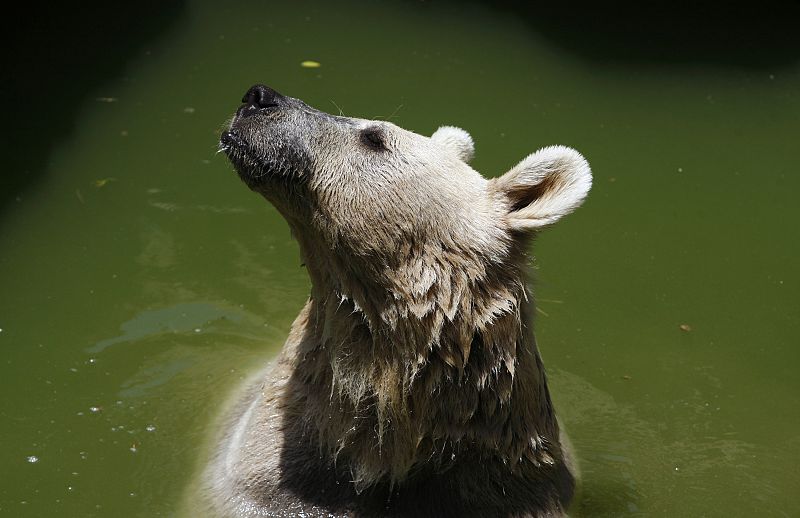 Una osa parda de Siria se mete en el agua para mitigar el asfixiante calor veraniego