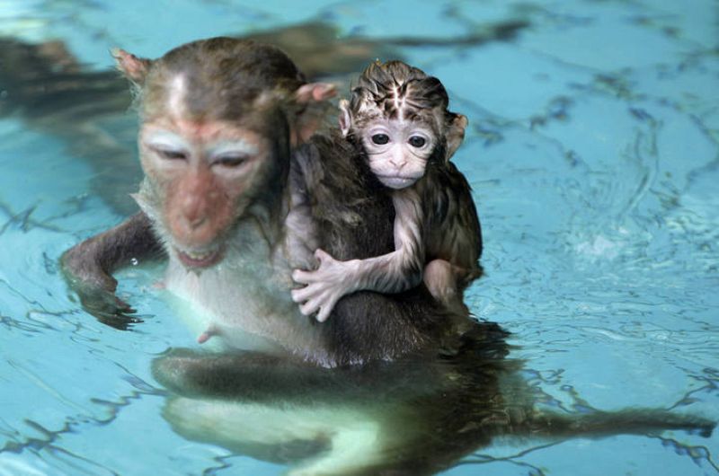 Un mono recién nacido se agarra a su madre mientras se dan un chapuzón