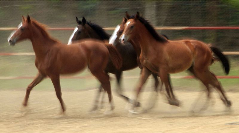 Potros cabalgando en una granja preparándose para una carrera de caballos