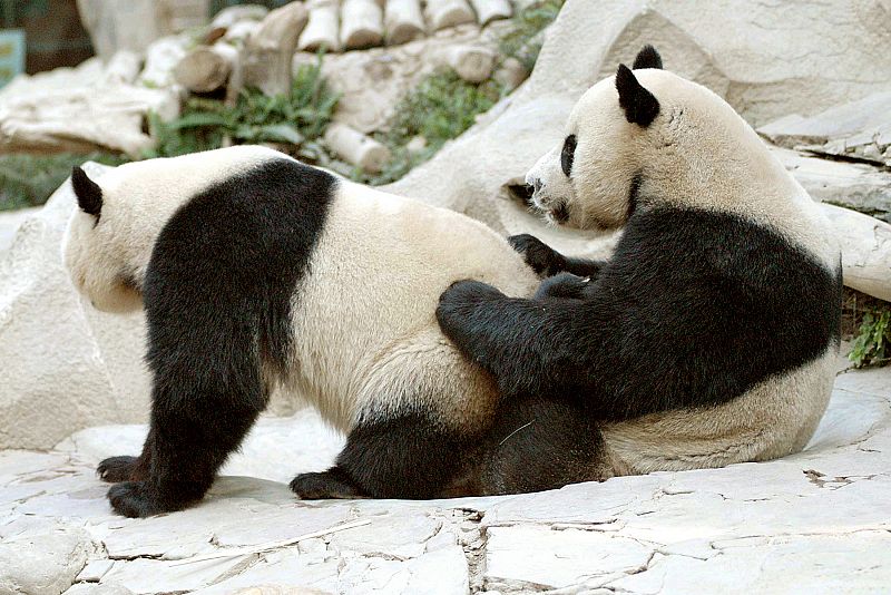 Los osos panda no tienen problemas para acomodarse sobre las piedras del zoo
