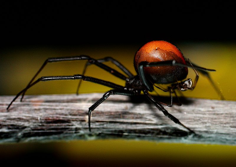 Los machos arácnidos tienen que ingeniárselas para cubrir a las hembras, que los triplican en tamaño