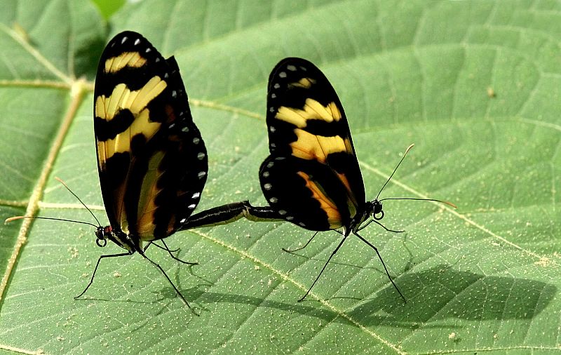 Dos mariposas aprovechando la soledad y tranquilidad que ofrece la hoja de un árbol de la selva colombiana