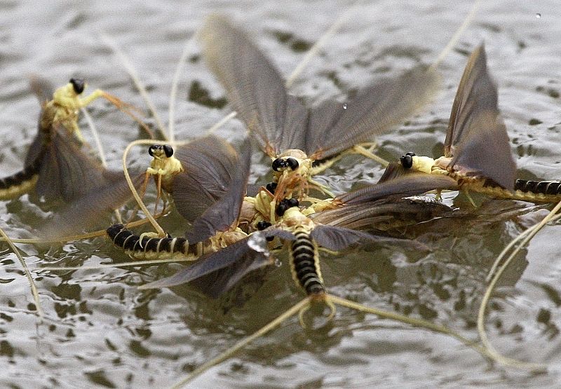 Estas mariposas de cola larga copulan en la superficie del rio Tisza, Hungría