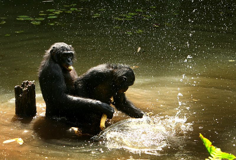 Los monos bonobos son los animales 'más experimentados' de la fauna salvaje