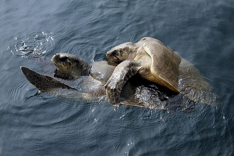 Dos tortugas salen a la superficie para 'tomar un respiro'
