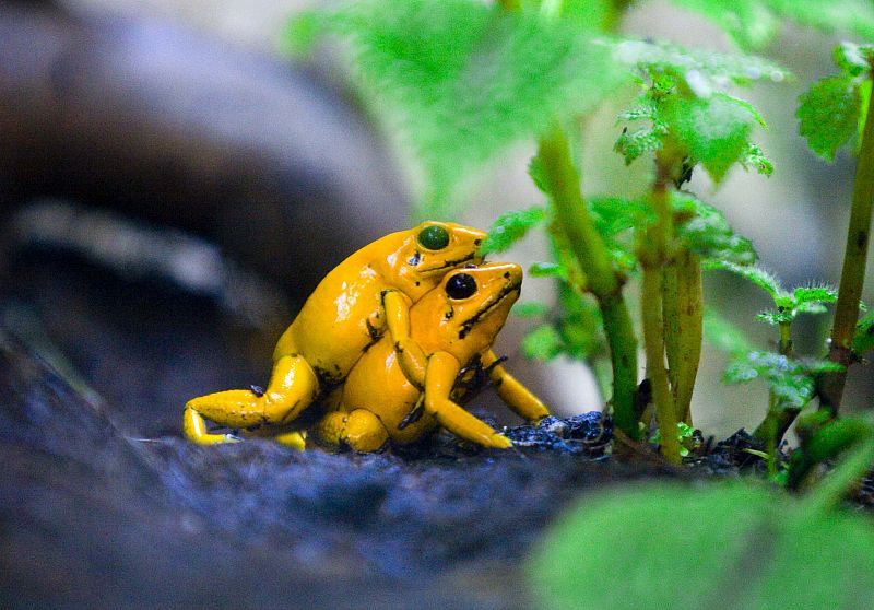 Las ranas doradas siguen el estilo tradicional de casi todos los animales