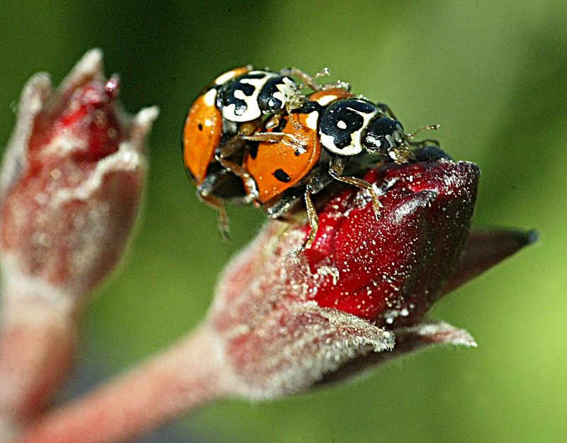 Estas mariquitas se mimetizan con el ambiente para no ser descubiertas