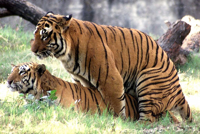 Los tigres de bengala no parecen estar demasiado entusiasmados