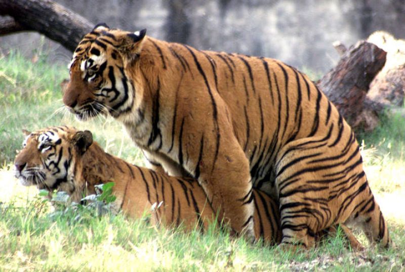 Los tigres de bengala no parecen estar demasiado entusiasmados
