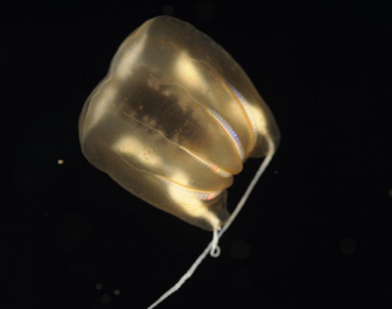 Este gusano dorado, 'Bathypelagic ctenophore', estaba agarrado al fondo del mar con sus tentáculos adhesivos. Fue encontrado a 2.700 metros de profundidad en la estación 36.