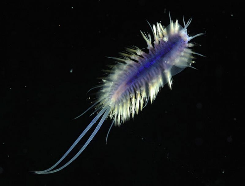 El gusano 'Polynoid polychaete' con tonalidades azules, fue descubierto en la estación 42, a 2.500 metros de profundidad.