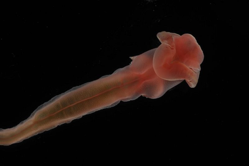 Este gusano rojo, con forma de rosa, apareció a casi 3.000 metros de profundidad y también está dentro de las especies que los científicos consideran el nexo entre seres vertebrados e invertebrados.