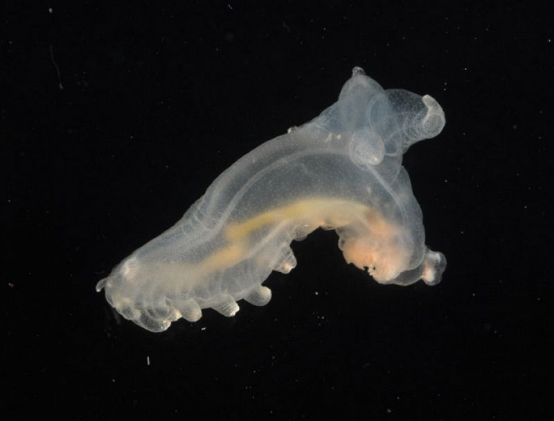 Este especimen 'Peniagone porcella' fue cazado mientras nadaba por encima del suelo marino. Pertenece a la estación 38, situada a 2.500 metros de profundidad.