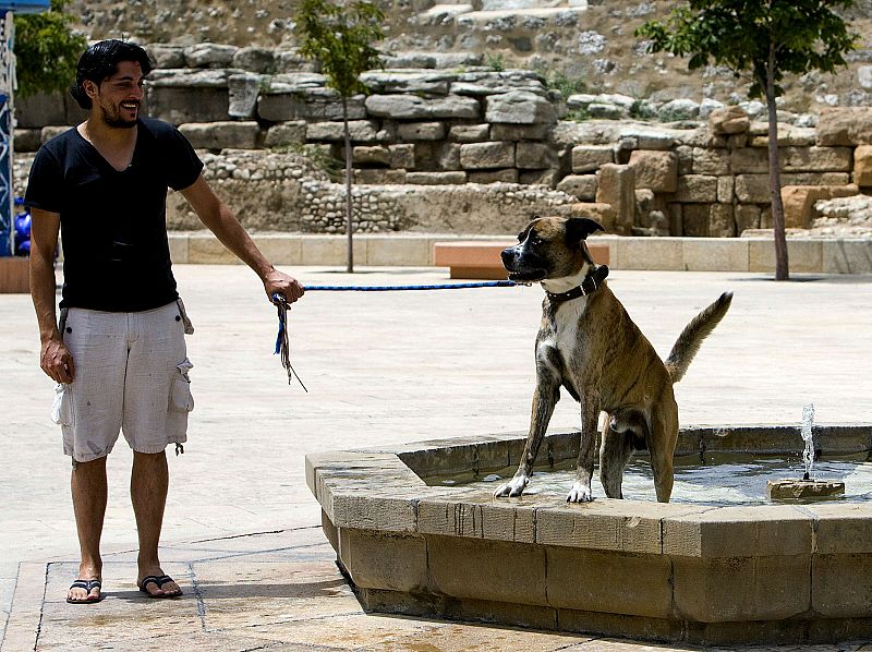 Hasta los animales sufren la ola de calor que azota a toda la península. En Zaragoza este perro se refresa junto a una fuente.