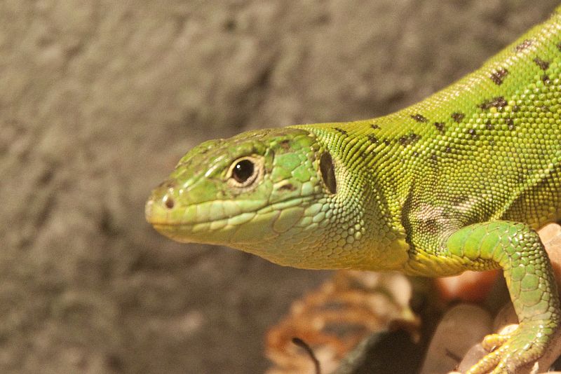 Exposición 'Reptiles y anfibios' en el Acuario de Gijón