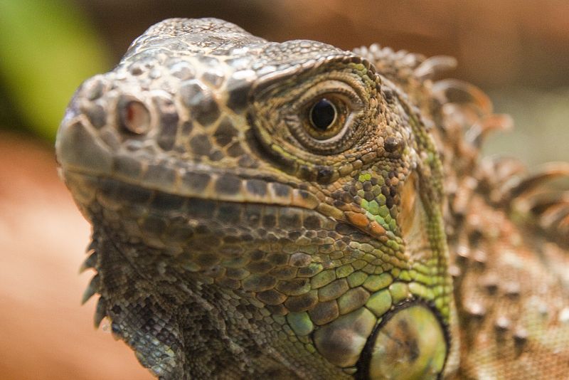 Exposición 'Reptiles y anfibios' en el Acuario de Gijón