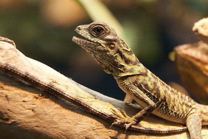 Exposición 'Reptiles y anfibios' en el Acuario de Gijón