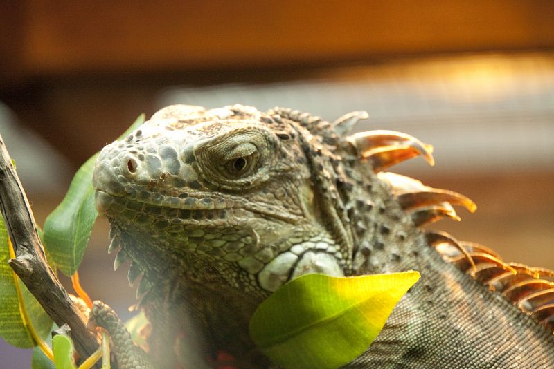 Exposición 'Reptiles y anfibios' en el Acuario de Gijón