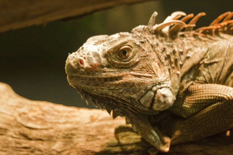 Exposición 'Reptiles y anfibios' en el Acuario de Gijón