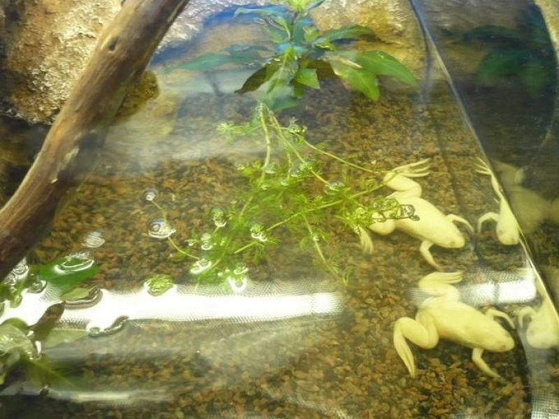 'Naturaleza misteriosa' en el Museo de la Ciencia de Valladolid