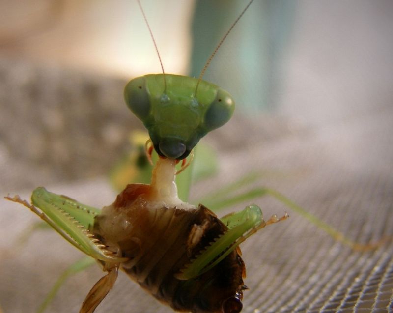 Una mantis devorando a una presa