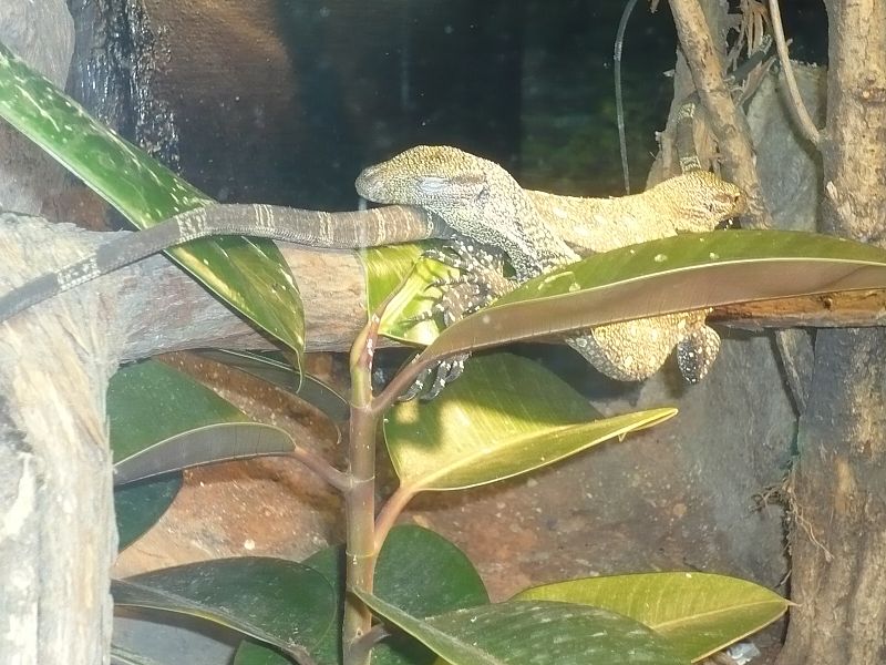 'Naturaleza misteriosa' en el Museo de la Ciencia de Valladolid