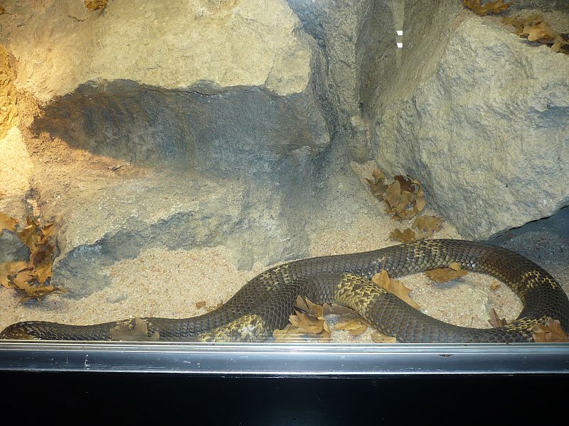 'Naturaleza misteriosa' en el Museo de la Ciencia de Valladolid