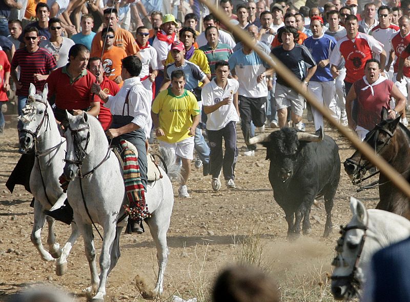 Los lanceros persiguen al Toro de la Vega en Tordesillas (Valladolid)