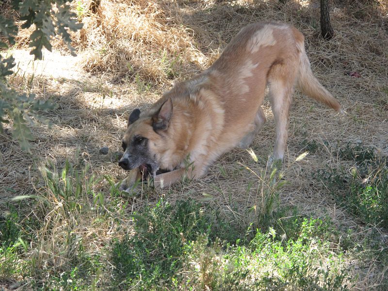 Flyn, el más veterano de 'El refugio', lleva 12 años en la protectora