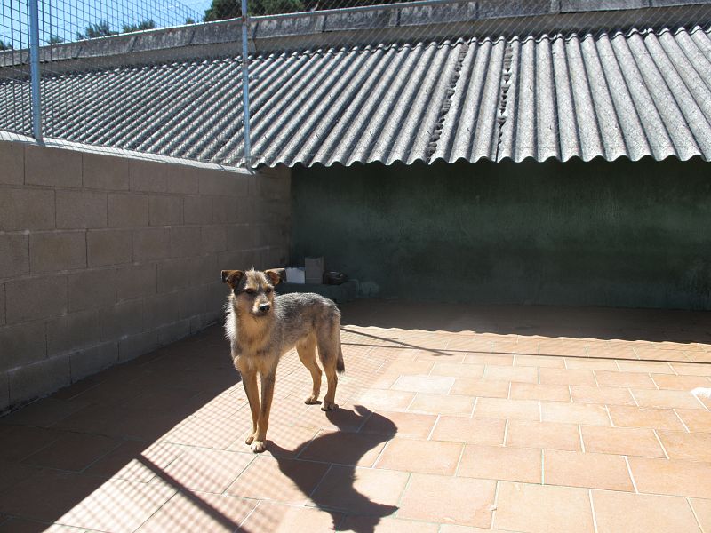 Otro de los perros de 'El refugio' posa para la cámara a pesar del calor