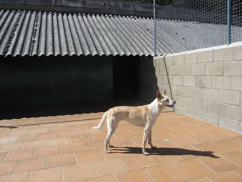 Uno de los perros de 'El refugio' que esperan un hogar de acogida
