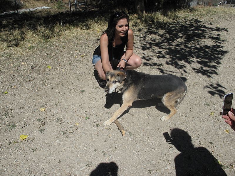Los voluntarios sacan a pasear a los perros de 'El refugio' por el entorno del recinto