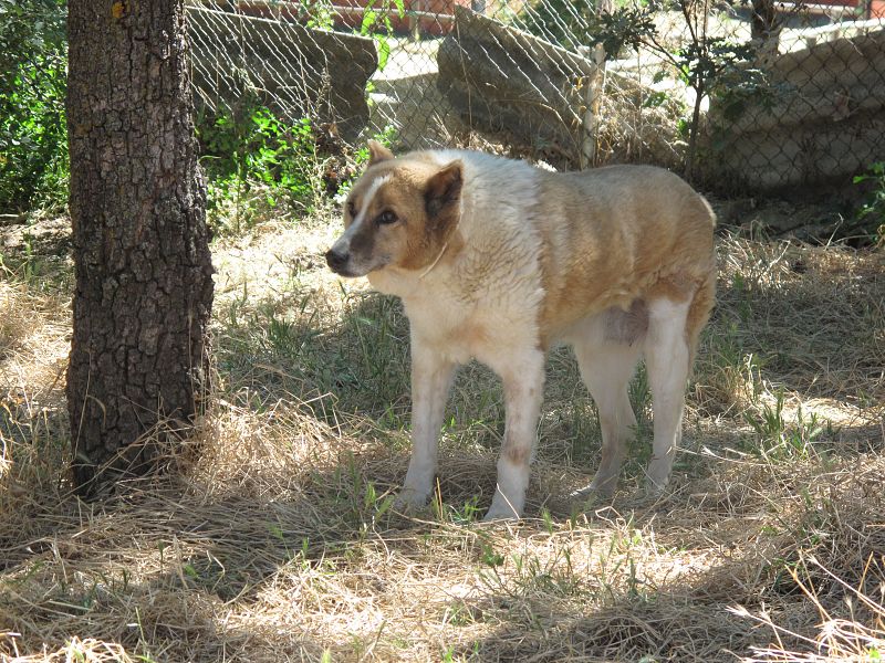 Irina, una perra tímida pero muy cariñosa, lleva desde 1999 en 'El refugio'