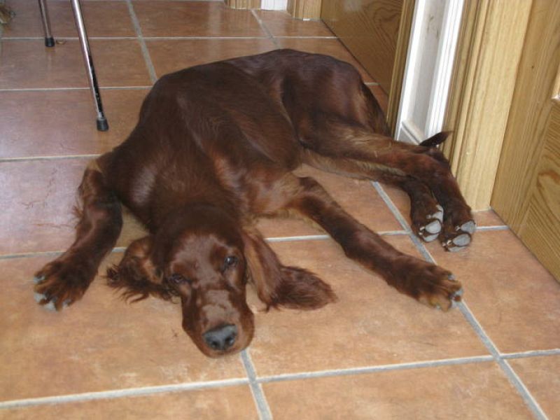  Un cachorro de Setter Irlandés, forma parte de la familia de Chuchilandia