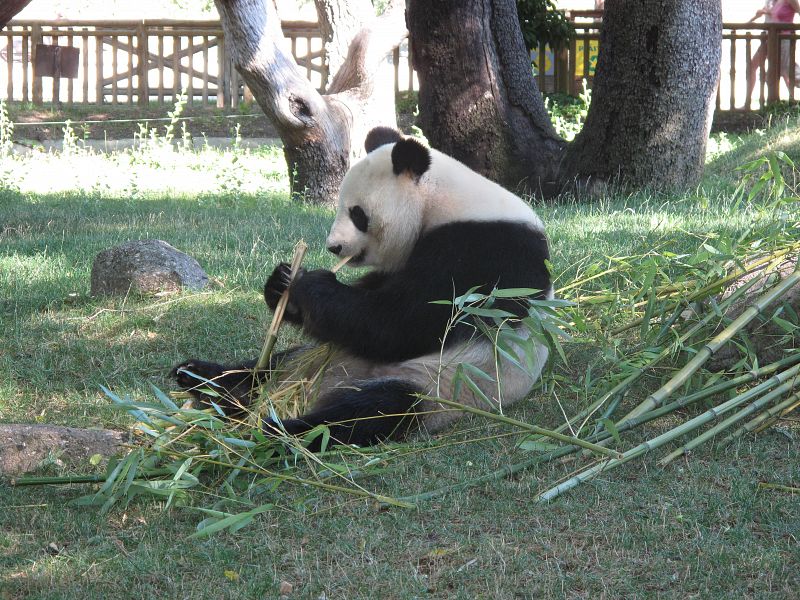 El bambú constituye el 99% del alimento de los osos panda
