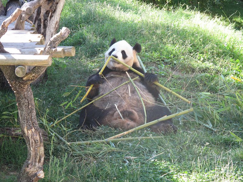 Los osos panda pasan casi todo el día comiendo y aguantan horas en la misma posición