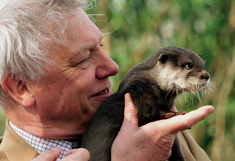 El famoso naturalista David Attenborough sostiene una nutria recién nacida