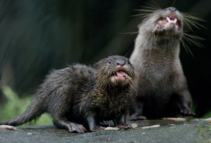 Un cachorro de nutria comiendo un pescado