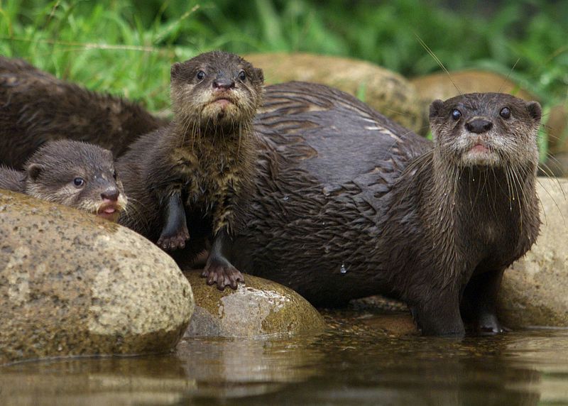 Una pequeña nutria recién nacida asoma entre las rocas