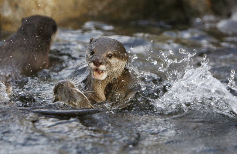 Varias nutrias jugando en el agua