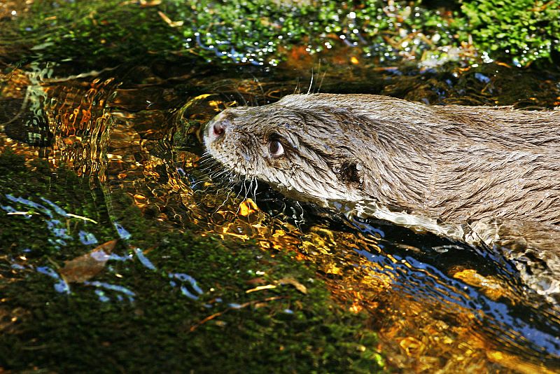 Una nutria nadando en el río