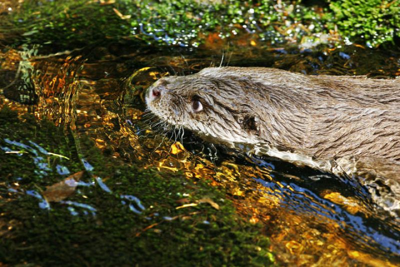  Una nutria nadando en el río