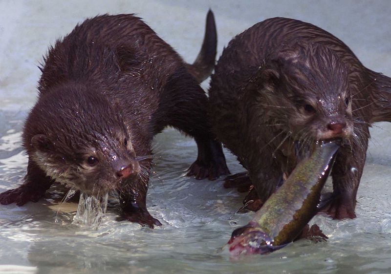 Una nutria de tres meses caza un pez