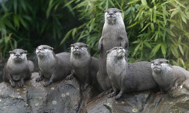 Una familia de nutrias posan para la foto