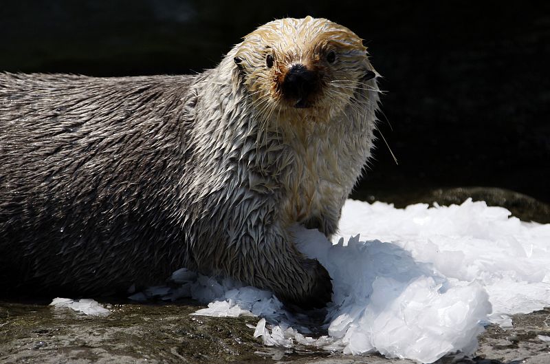 Una nutria intenta refrescarse con un gran trozo de hielo ante el sofocante calor
