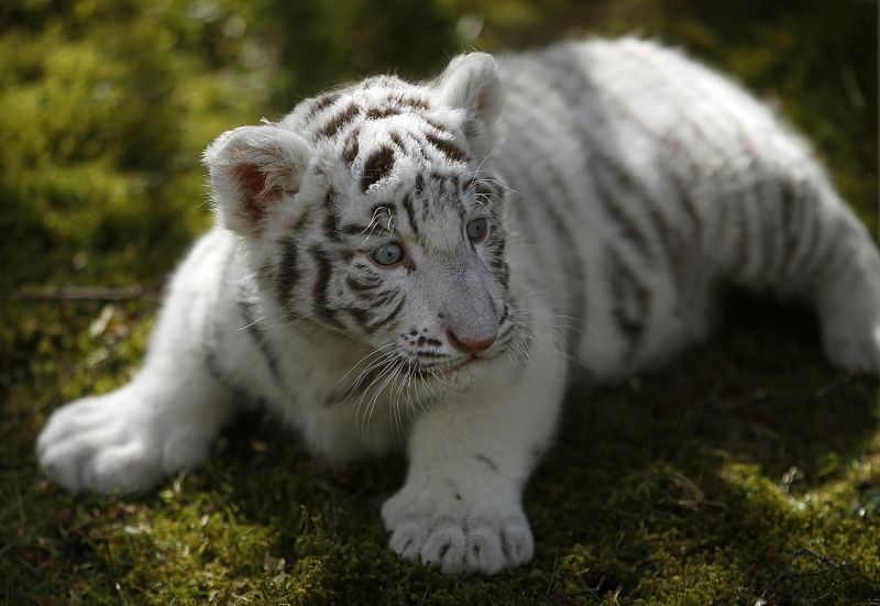 Un pequeño tigre blanco, Rico, posa en el 'Serengeti' Safari Park de Hodenhagen (Alemania)