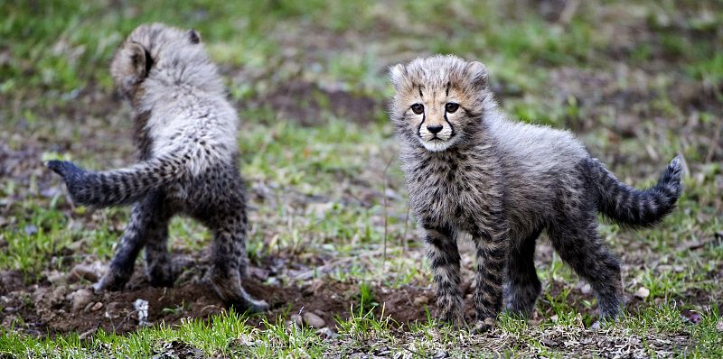 Dos guepardos recién nacidos durante su presentación en sociedad en el Zoo de Gotenburgo (Suecia)