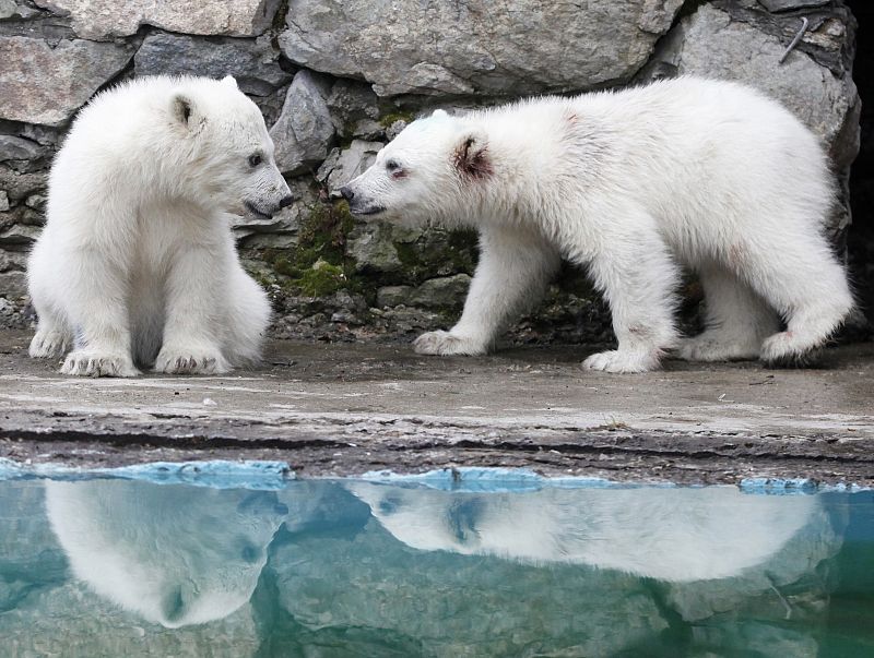 Dos cachorros de oso polar se miran fijamente antes de empezar a jugar