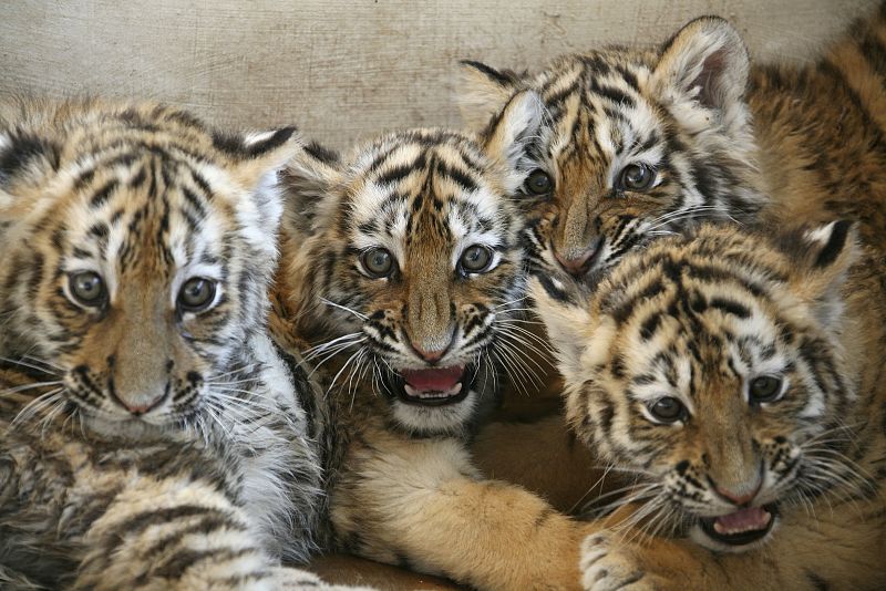 Cuatro cachorros de tigres siberianos muy ordenados para salir en la foto